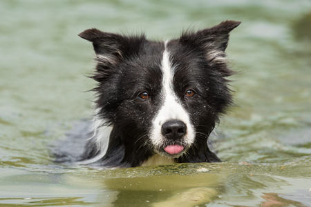 dog is swimming in the water - border collieの写真素材