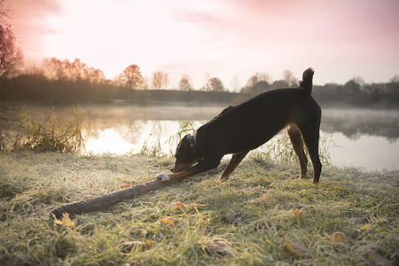 Appenzell Mountain Dog - Appenzell Cattle Dog. Black dog is playing with a stick in the fallの写真素材