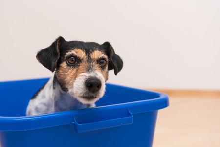 dog in blue bath tub - Jack Russell Terrierの写真素材