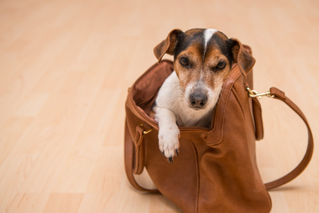 Little cute dog sits in a brown handbag - Jack Russell Terrierの写真素材
