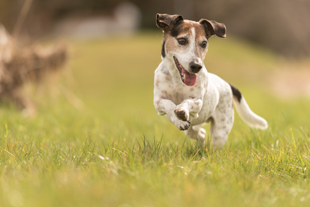 Old Jack Russell Terrier dog 10 years old is running over a greem meadowの写真素材