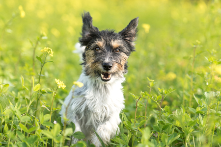 Small dog runs almost in the yellow flowering field forward - Cute Jack Russell Terrierの写真素材