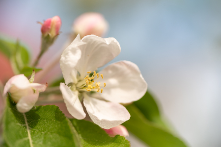 apple blossom in spring in front of blue skyの写真素材