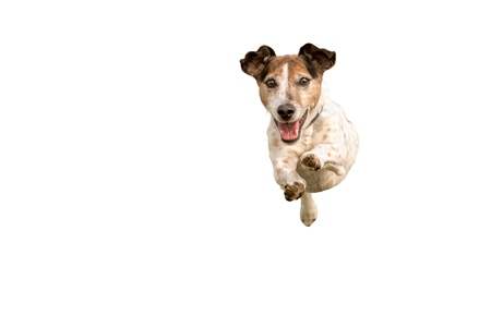 Jack russell terrier ye10 years old - Small cute dog running and jumping isolated on white background Hair style - smoothの写真素材