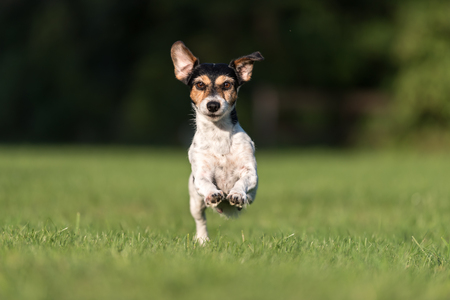 Jack Russell Terrier dog 8 years old is running across the green meadowの写真素材