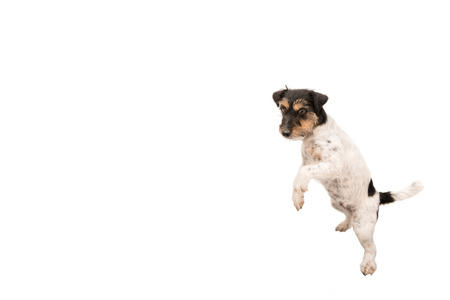 Jack Russell Terrier, small dog is dancing and standing on his legs, isolated against white backgroundの写真素材