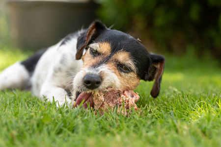 little cute dog eats a bone with meat and chew - Jack Russell Terrierの写真素材