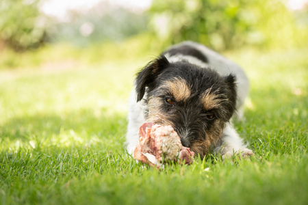 little cute dog eats a bone with meat and chew - Jack Russell Terrierの写真素材