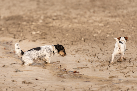 Jack Russell Terrier - Two cute little dogs sinking in the mudの写真素材