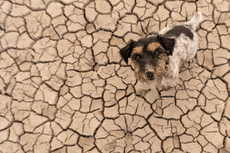 cute dog are sitting in a dry sandy desert and looking up - dirty Jack Russell Terrierの写真素材