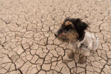 cute dog are sitting in a sandy dry desert - dirty Jack Russell Terriersの写真素材