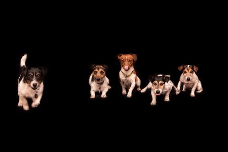 Five cute little dogs sitting on a chair in front of a black background. A pack of tricolor Jack Russell Terrier houndsの写真素材