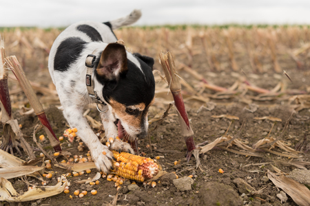 Dog eating corn in autumn season outdoors in a field. jack russell terrier 7 years oldの写真素材