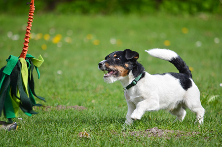 Jack Russell Terrier puppy is playing. Dog in the meadow plays with a moving toyの写真素材
