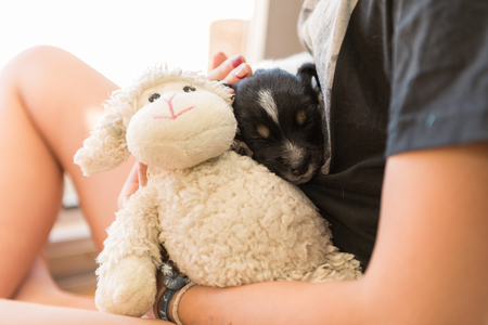 Jack Russell Terrier puppy dog ??3 weeks old. Child is wearing and cuddling with a young pupの写真素材