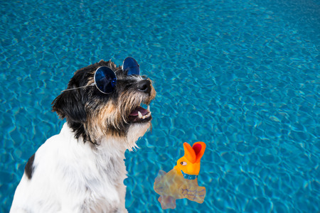 Holiday with a dog. Jack russell terrier with glasses on the water