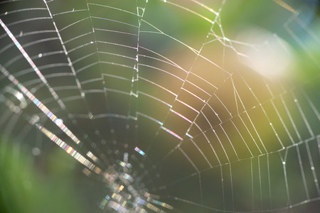 spider web in backlight against green background