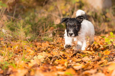 Cute Jack Russell Terrier puppy dogs in autumn forest. 15 weeks oldの写真素材