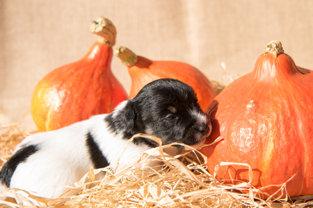 Cute small Jack Russell puppy with pumpkin, preparation for halloween. 20 days oldの写真素材