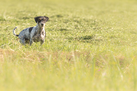jack russell terrier hunting dog sits attentively in a green fieldの写真素材