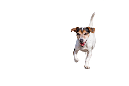 Jack Russell Terrier Dog 11 years old. Cute little dog isolated against white background.の写真素材
