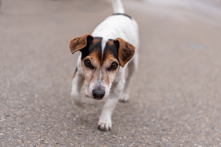 Jack Russell Terrier 11 years old. Cute littel dog is running down a street