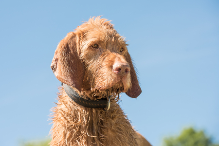 Old Magyar Vizsla dog portrait. Dog is sitting and looking sideways against blue skyの写真素材