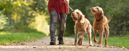Young and old Magyar Vizsla. female dog handler is walking with her two happy dog ??on the road in a forest.の写真素材