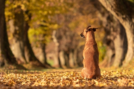 Dog is sitting in the autumn forest and shows his back. Malinois Rhodesian Ridgeback hybridの写真素材