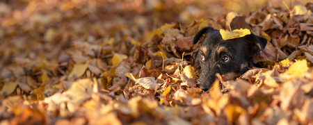 Jack Russell Terrier doggy. Cute dog buried in autumn leavesの写真素材