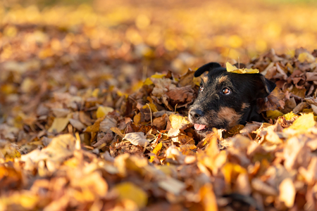 Jack Russell Terrier doggy. Cute dog buried in autumn leavesの写真素材