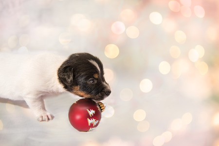 cute christmas puppy Jack Russell Terrier dogの写真素材