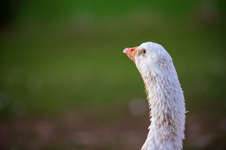 Beautiful white goose on a meadow in front of green background. Portrait of neck head and beak.の写真素材