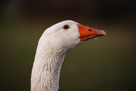 Beautiful white goose on a meadow in front of green background.の写真素材