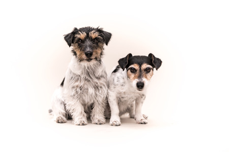 Several dogs are sitting side by side. Jack Russell Terrier dog are isolated. smooth-haired and brokenの写真素材