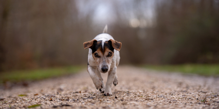Jack Russell Terrier dog is running in autumn on a wide path through the forest. The background is...