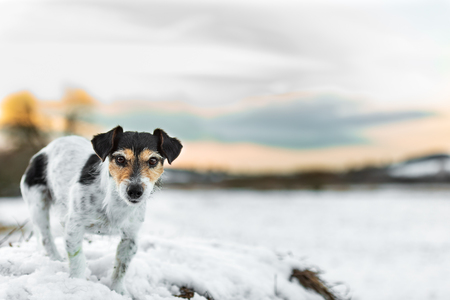 Proud small dog is standing in a snowy winter landscape  in the evening light. Cute Jack Russell Terrier hound, 8 years old, hair type brokenの写真素材