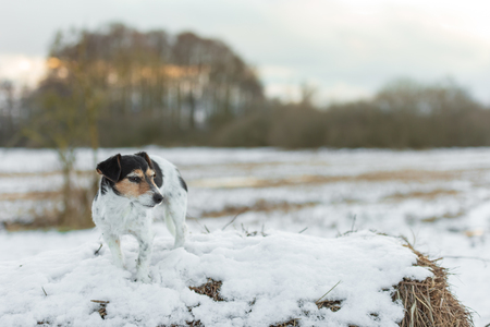 Proud small dog is standing in a snowy winter landscape  in the evening light. Cute Jack Russell Terrier hound, 8 years old, hair type brokenの写真素材