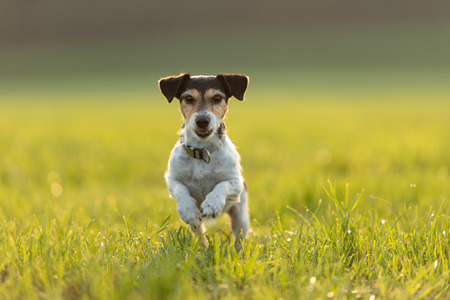 small dog runs and flies over a green meadow in backlight in summer in backlight - Jack Russell Terrier Hound 9 years oldの写真素材