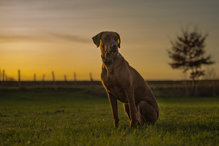 beautiful Rhodesian Ridheback hound is sitting in sunset and is looking forward direction sunの写真素材