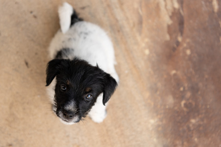 Young Jack Russell Terrier puppy 7,5 weeks old.  Cute small little doggy.  Dog is looking up. Funny perspectiveの写真素材