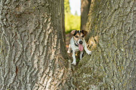 Small  Jack Russell Terrier  doggy is climbing up a big treeの写真素材