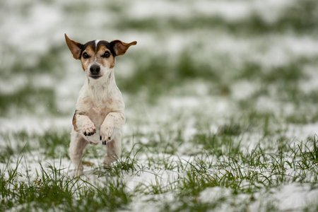 small dog runs over a meadow in the snow in winter landscape - Cute Jack Russell Terrier hound, 12 years old, hair type smoothの写真素材