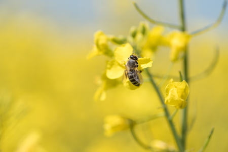 Honey Bee collecting pollen on yellow rape flower against blue skyの写真素材