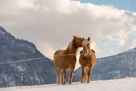 Haflinger horses on the winter meadow and mountain peaks on background.の写真素材