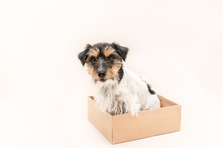 small dog sits obediently in a cardboard box. ready for mailing. Cute Jack Russell Terrier doggy 4 years old - hair style roughの写真素材