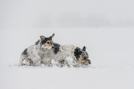 Jack Russell Terrier dog in the snow. Cute funny dogs running in front of white backgroundの写真素材