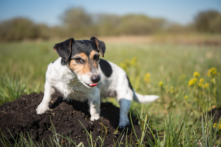 Dog is sitting on a molehill -  Cute Jack Russell Terrier 7 years olの写真素材