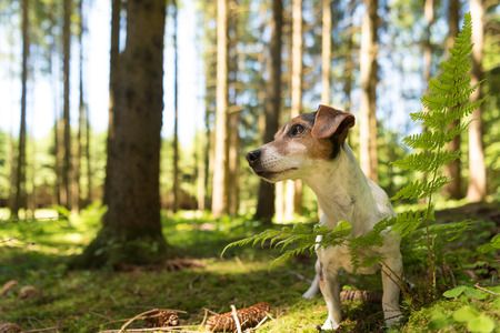 Small ute funny Jack Russell Terrier dog is sitting obediently in a sunny forest in front of blue skyの写真素材