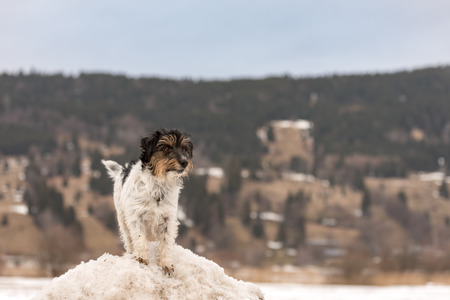Small Jack Russell Terrier dog 3 years old is standing on a snowy hill in front of moutains in Oberammergau Germanyの写真素材